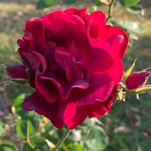 Meet your Posher, Trisha